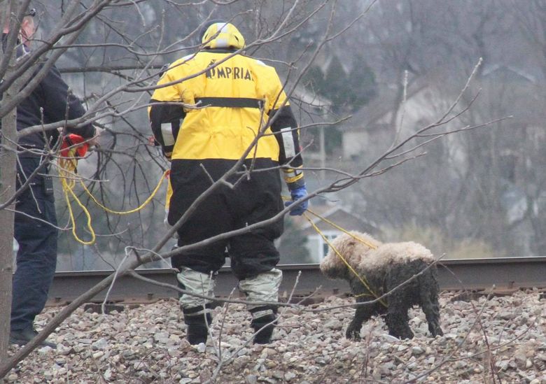 Illustration de l'article : Un chien effrayé par un train, saute dans un lac et se retrouve coincé dans un mètre de boue